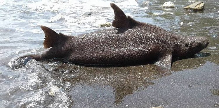 Hiu Prickly Dogfish Manado