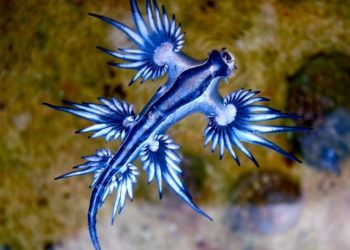 Blue Dragon