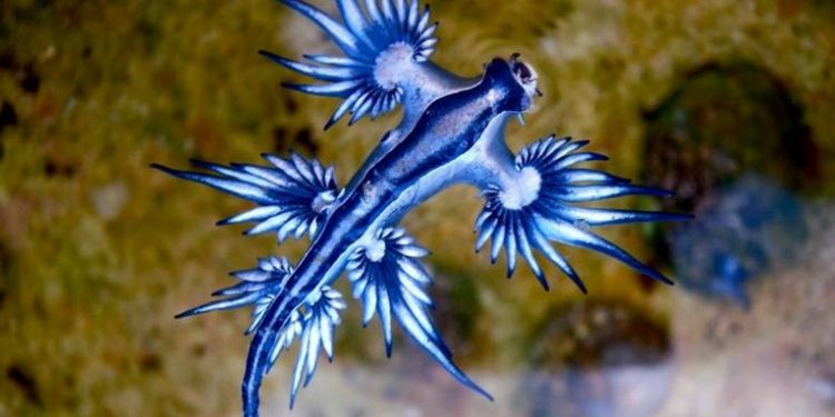 Blue Dragon