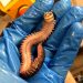 Biota laut