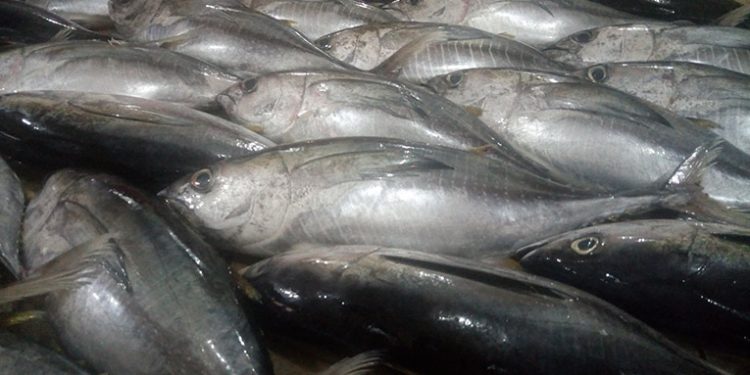 Ikan