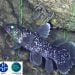 ikan raja laut