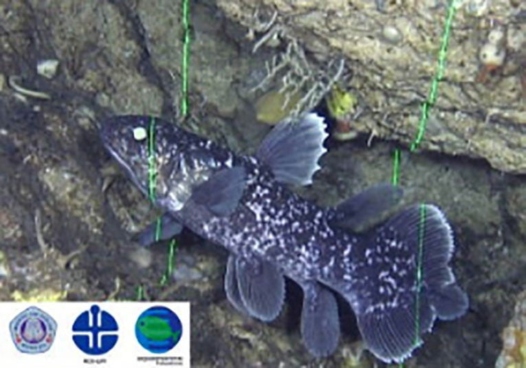 Ekspedisi Ikan Raja Laut Coelacanth Aquamarine Fukushima