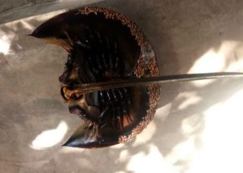 Ketam tapak kuda