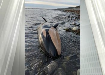 Orca