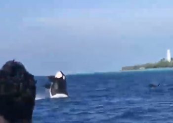 Orca