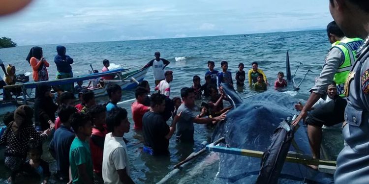 Paus sperma Teluk Tomini