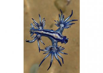 Blue Dragon