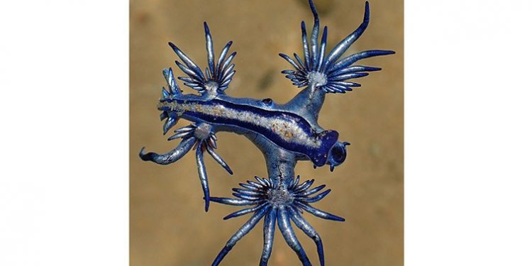 Blue Dragon
