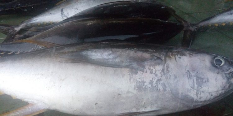 Kulit ikan tuna