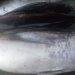 Kulit ikan tuna