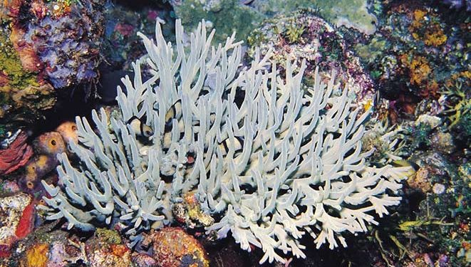 Acropora suharsonoi