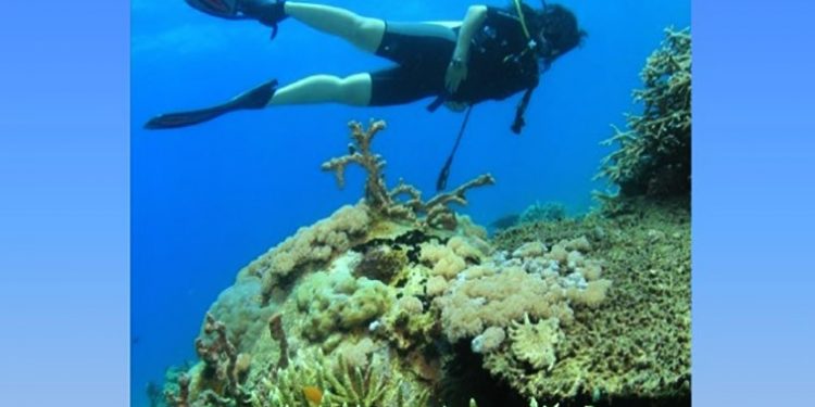 Transplantasi karang