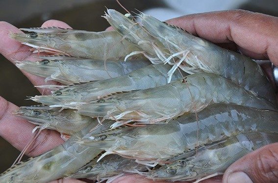 Udang