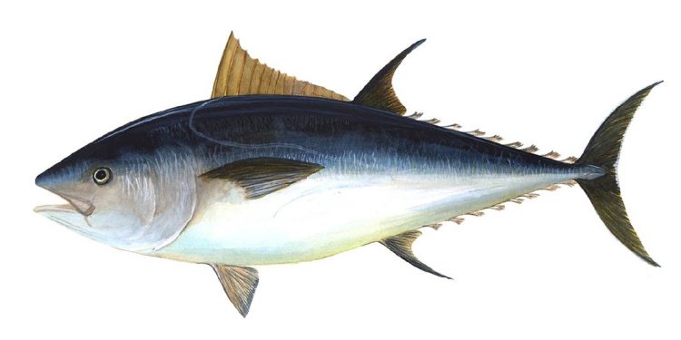Bluefin tuna