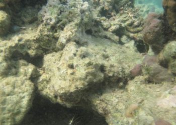 Karang mati