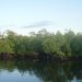 Mangrove