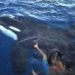 Orca