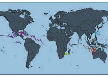Reproduksi, Mortalitas, Perilaku dan Pergerakan Hiu Paus