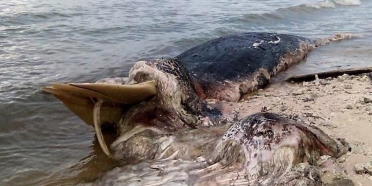 Paus Baleen Terdampar di Buru