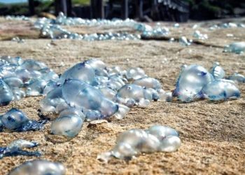 Ubur-ubur bluebottles