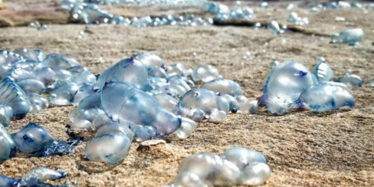Ubur-ubur bluebottles