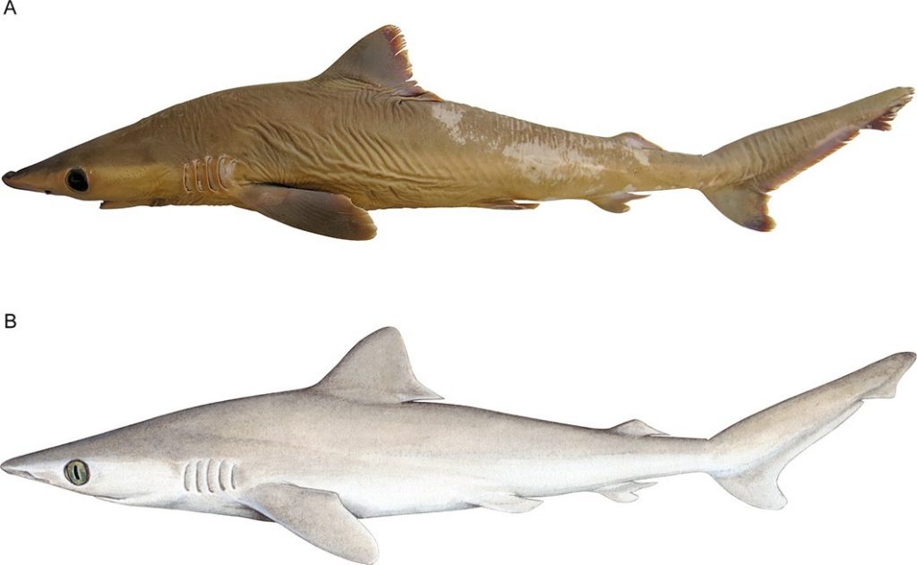 Carcharhinus obsolerus