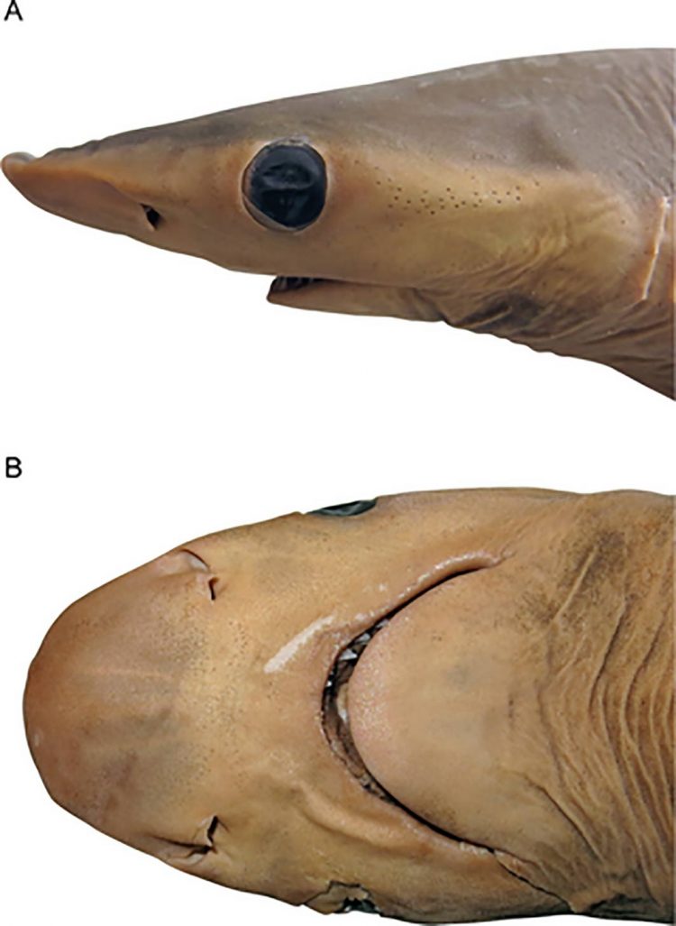 Carcharhinus obsolerus