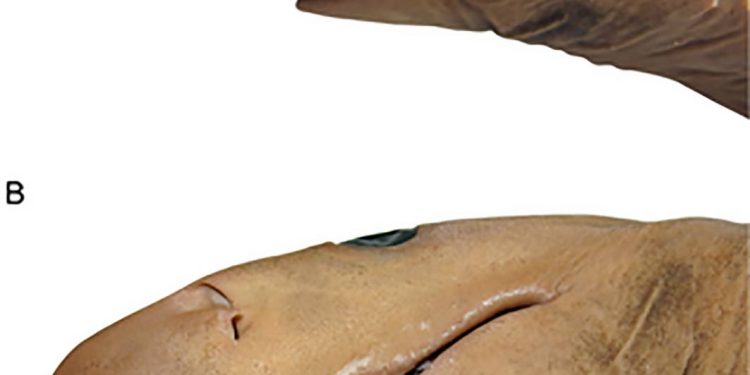 Carcharhinus obsolerus