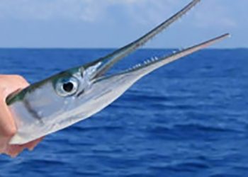Ikan sako