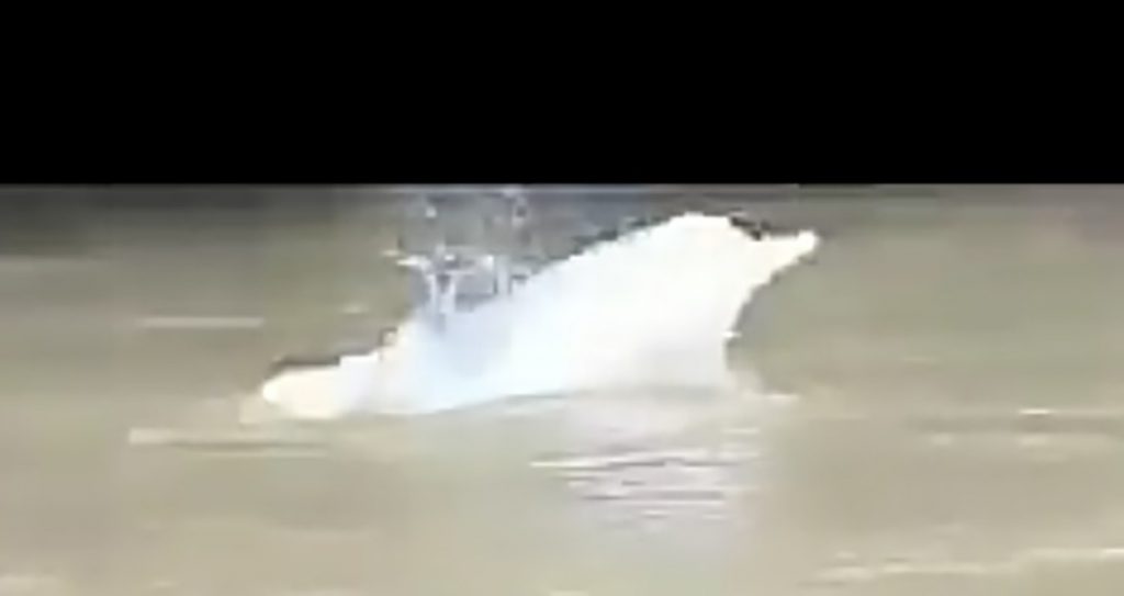 Lumba-lumba Lumba-lumba Indo Pacific Humpback Dolphin