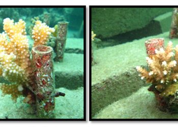 Transplantasi karang