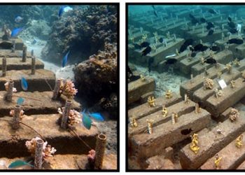 Transplantasi karang