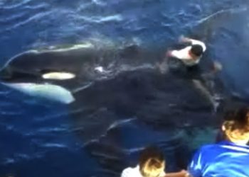 paus orca