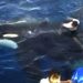 paus orca