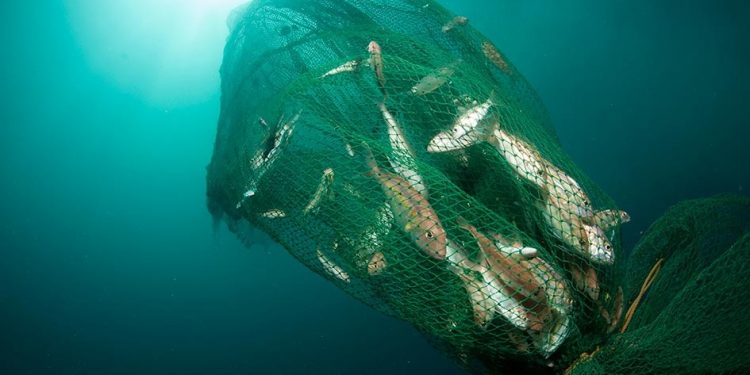 Hanya 18 – 40 Persen Tangkapan Cantrang Bernilai Ekonomis