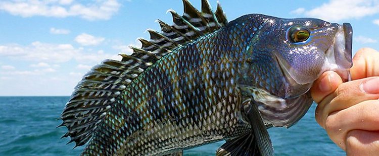 Stok ikan