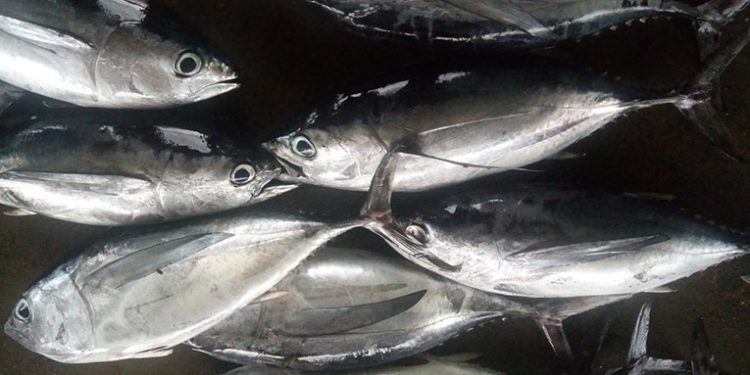Ikan