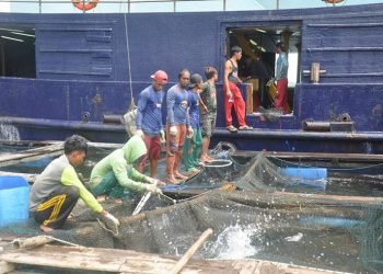 ekspor ikan kerapu