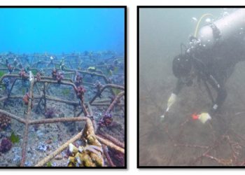 Terumbu buatan laba-laba