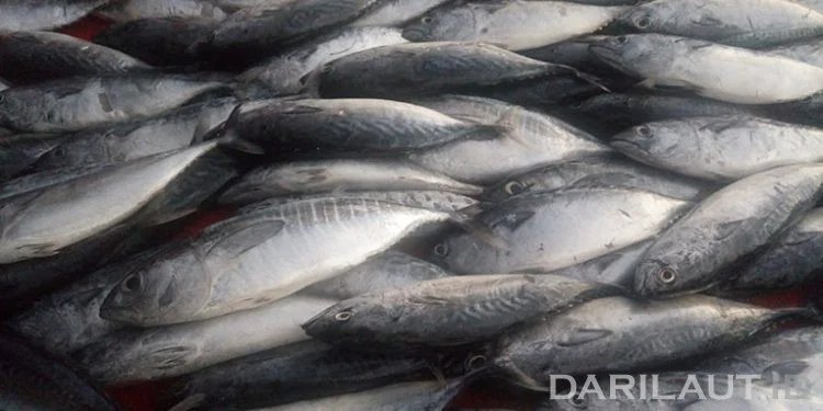Ikan