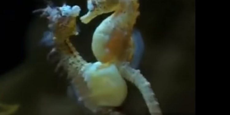 Kuda laut
