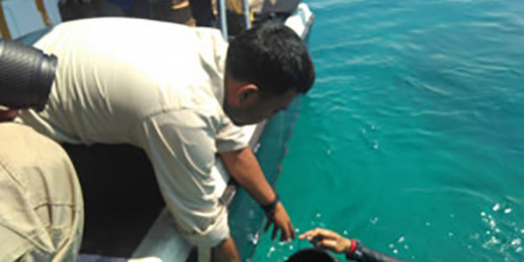 124.500 Benih Lobster Dilepas Di Pulau Pandan Sumatera Barat