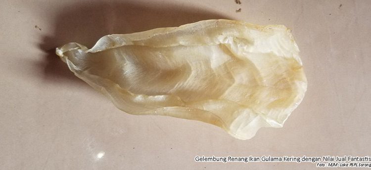 Mirip Kerupuk, Harga Gelembung Renang Capai Rp 50 juta per Kilogram