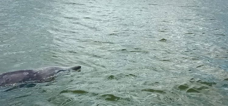 Blainville's Beaked Whale