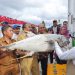 Pengiriman perdana komoditI ikan dari Talaud