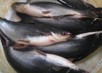 Gairah Budidaya Ikan Patin