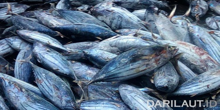 Harga Cakalang Internasional Turun 25 Persen