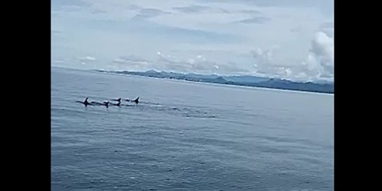 Paus Pilot Memangsa Tuna, Nelayan Gorontalo Kewalahan