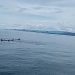 Paus Pilot Memangsa Tuna, Nelayan Gorontalo Kewalahan